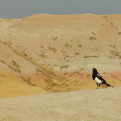 Black-billed Magpie
